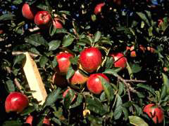 We grow 16 varieties of apples at Pick Your Own Apples at MacQueen Apple Orchard, Cider Mill, Farm Market, and U-Pick Apples, Holland, Ohio, west of Toledo