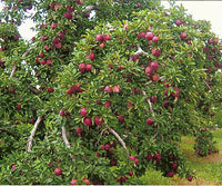 Learn about growing Ohio apples during your Educational School Tour Field Trips to MacQueen Apple Orchard, Cider Mill, Farm Market, and Pick Your Own Apples, Holland, Ohio, west of Toledo