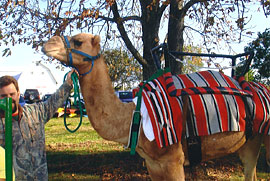 Camel rides and pony rides are among the fun things to do at the Apple Stir Fall Harvest Festival at MacQueen Apple Orchard, Cider Mill, Farm Market, and Pick Your Own Apples, Holland, Ohio, west of Toledo