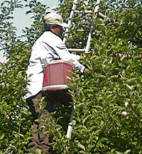 Learn about the labor involved in growing fruits and vegetables during the Educational School Tour Field Trips to MacQueen Apple Orchard, Cider Mill, Farm Market, and Pick Your Own Apples, Holland, Ohio, west of Toledo