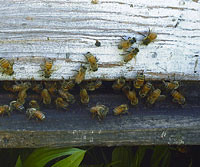 Learn the role of bees on Educational School Tour Field Trips to MacQueen Apple Orchard, Cider Mill, Farm Market, and Pick Your Own Apples, Holland, Ohio, west of Toledo