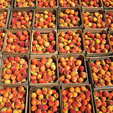 Fresh picked, locally grown peaches at Locally grown fruits and vegetables at the MacQueen Apple Orchard, Cider Mill, Farm Market, and Pick Your Own Apples, Holland, Ohio, west of Toledo